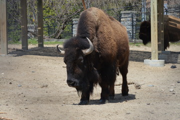 Bison in the outdoors
