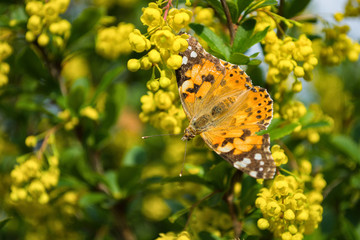A butterfly sits on the yellow flowers of Barberry. A butterfly collects pollen.