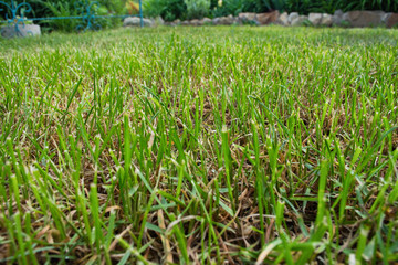 Obraz premium Lawn grass close-up against a rocky fence. Cropped grass close-up. Soft focus.
