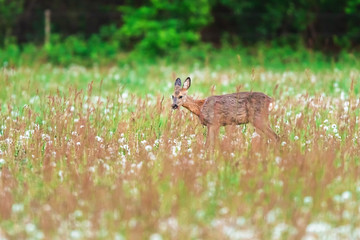 Roe deer in meadow with tall grass in spring.