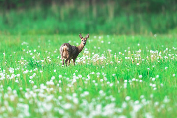 Roe deer in meadow with faded dandelions.