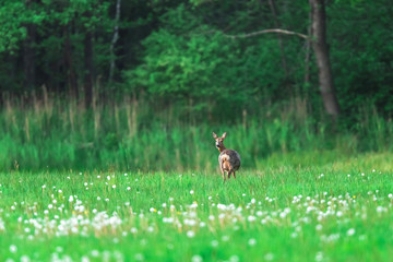 Roe deer in meadow with faded dandelions at forest edge.