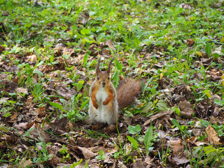 A cute red squirrel standing on the green grass of the forest, animal portrait close view