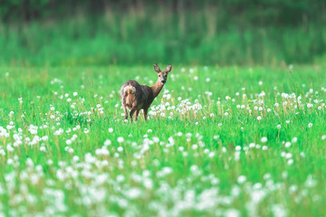 Roe deer in meadow with faded dandelions.