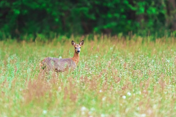 Roe deer in meadow with tall grass in spring.