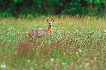 Roe deer in meadow with tall grass in spring.