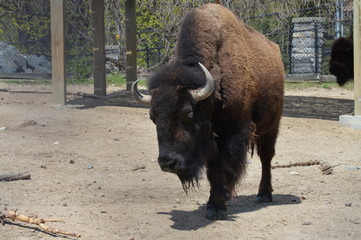 Bison in the outdoors