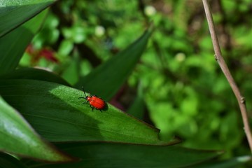 ladybug on a green leaf