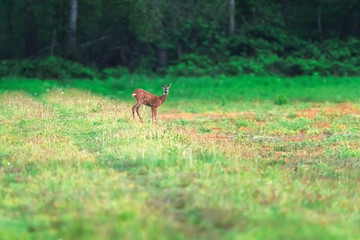 Roe deer in meadow near forest in spring.