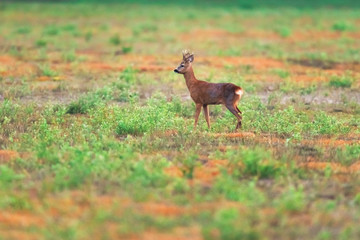 Solitary roebuck in field in spring.