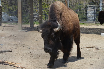 Bison in the outdoors