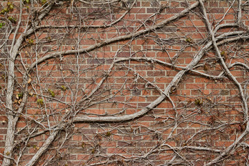 Reddish brown abstract brick wall background in common bond pattern with old bare wood vine branches
