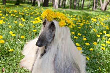 Dog breed dog Afghan Hound  lying on the lawn in a wreath from dandelions