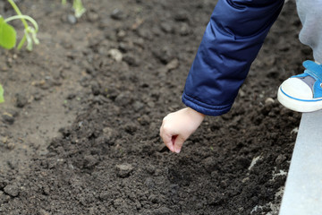 hand in a blue jacket with seeds on a bed for landing