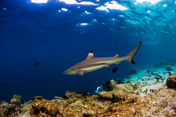 Blacktip reef shark (Carcharhinus melanopterus) swims along the reef edge in the tropical sea