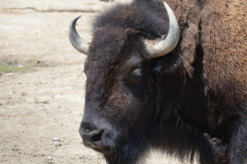 Bison in the outdoors