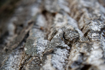 Background texture of tree bark. Skin the bark of a tree that traces cracking