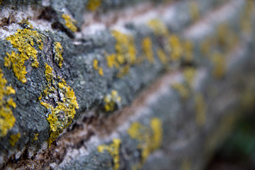 Background texture of tree bark. Skin the bark of a tree that traces cracking