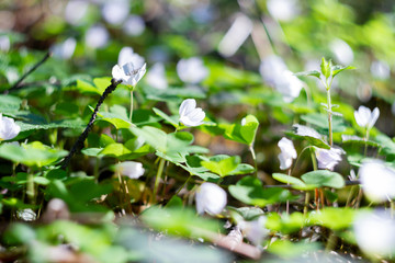 Blooming white shamrock close up (Óxalis acetosélla)