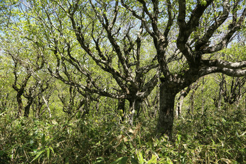 ブナの森
