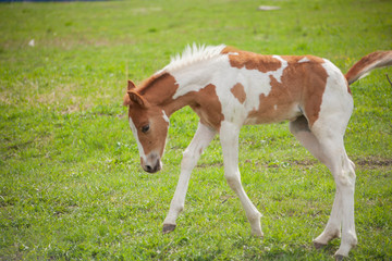 Perky horse colt. Little horse A baby horse runs across the lawn. Noble animal. Shooting a horse on...
