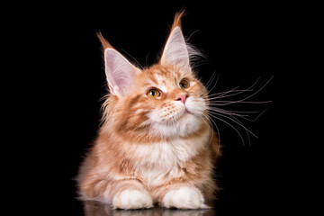 Adorable cute maine coon kitten on black background in studio, isolated.