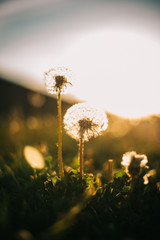 Warm summer evening with golden hour and dandelions