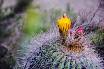 flor desertica