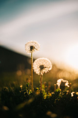 Warm summer evening with golden hour and dandelions