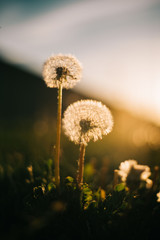 Warm summer evening with golden hour and dandelions