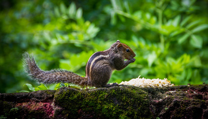 squirrel eating