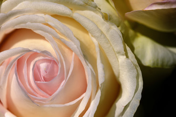 Au cœur d'une magnifique rose ancienne.