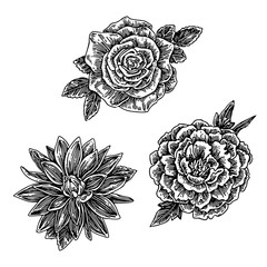 Set of garden flowers. Peony, rose and dahlia. Sketch. Engraving style. Vector illustration.