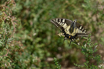 papillon