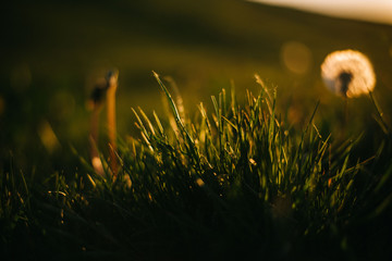 Warm summer evening with golden hour and dandelions