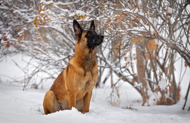 Puppy of the Belgian Shepherd Malinois against the background of the winter forest