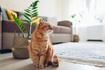 Tuinposter Ginger cat sitting on floor in cozy living room. Interior decor © maryviolet