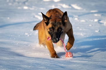 Malinois puppy of belgian shepherd rushing with a red ball in his mouth across a snow field