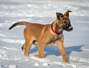 Belgian Shepherd puppy in a red collar runs along a snowy field