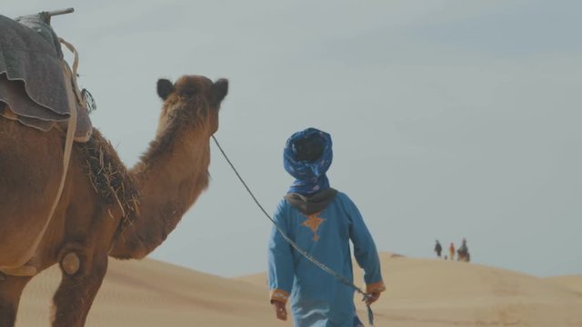 Line of camels with saddles and harnesses being led through the Sahara desert in Morocco by a traditionally dressed tour guide