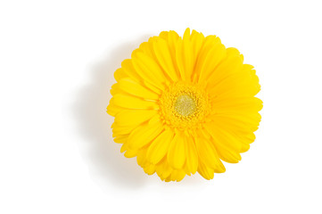Yellow gerbera flower isolated on white background with copy space.