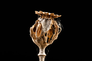 Dry damaged poppy heads. The poppy plant is dried up and destroyed by birds.