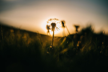 Warm summer evening with golden hour and dandelions