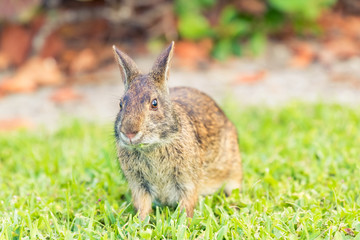 Wild rabbit eating grass in a field. Close up front angle view.