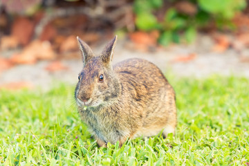 Wild brown rabbit eating in a meadow. Close up front angle view.