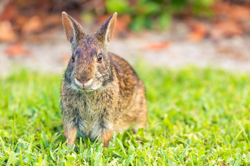 A wild brown North American rabbit sitting in an open grass field.