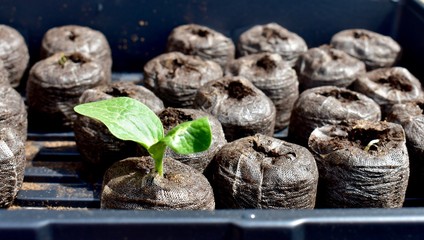 Start of growing season seedlings and plantings