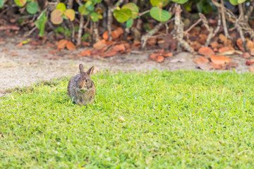Wild brown rabbit eating grass in a field.  Wide angle.