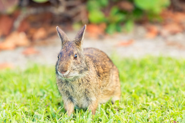 A wild brown North American rabbit in the grass.