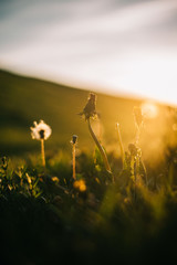 Warm summer evening with golden hour and dandelions